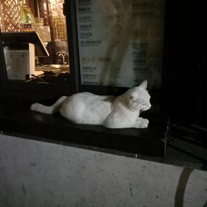 劳拉与马2 ep 2 SWF
